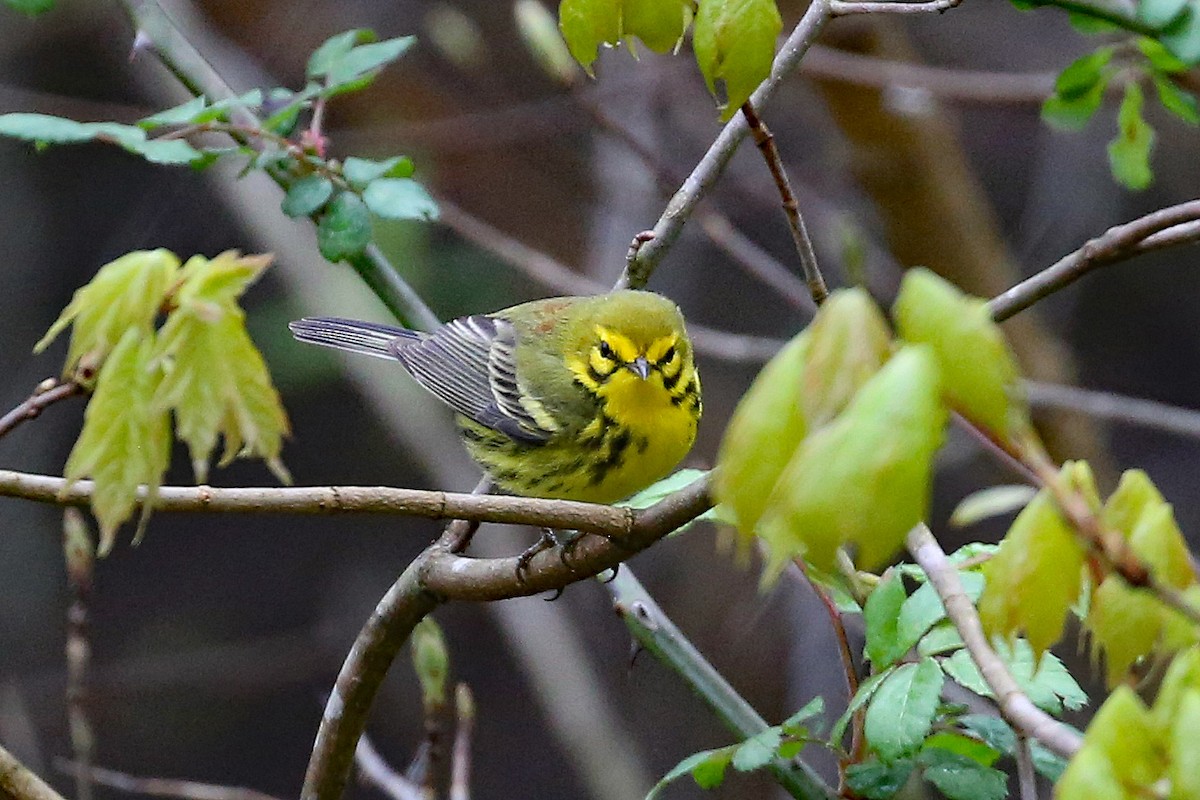 Prairie Warbler - ML231997701