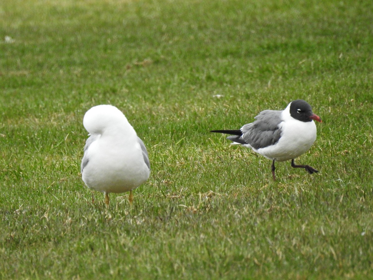 Laughing Gull - Alison Mews