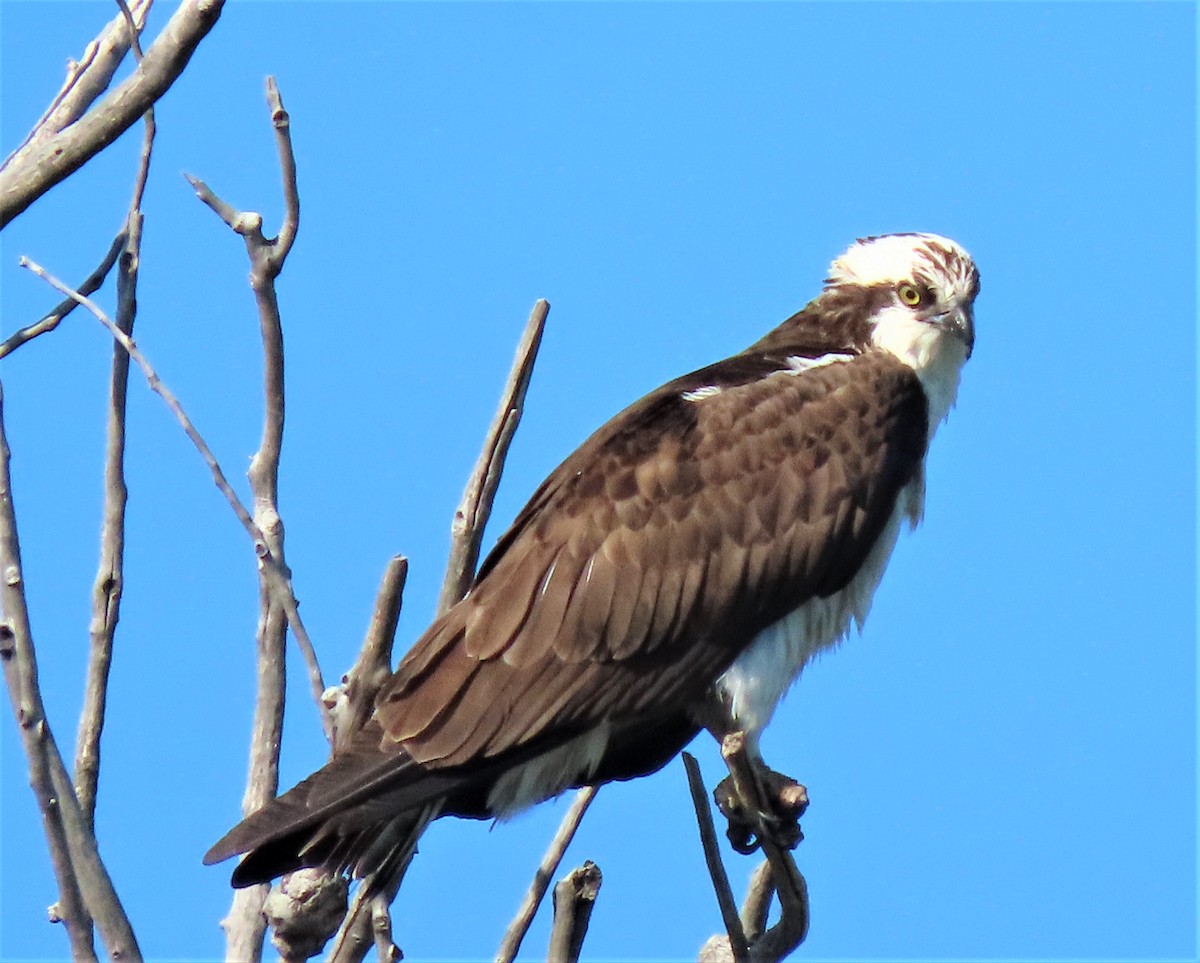 Osprey - Jan Thom