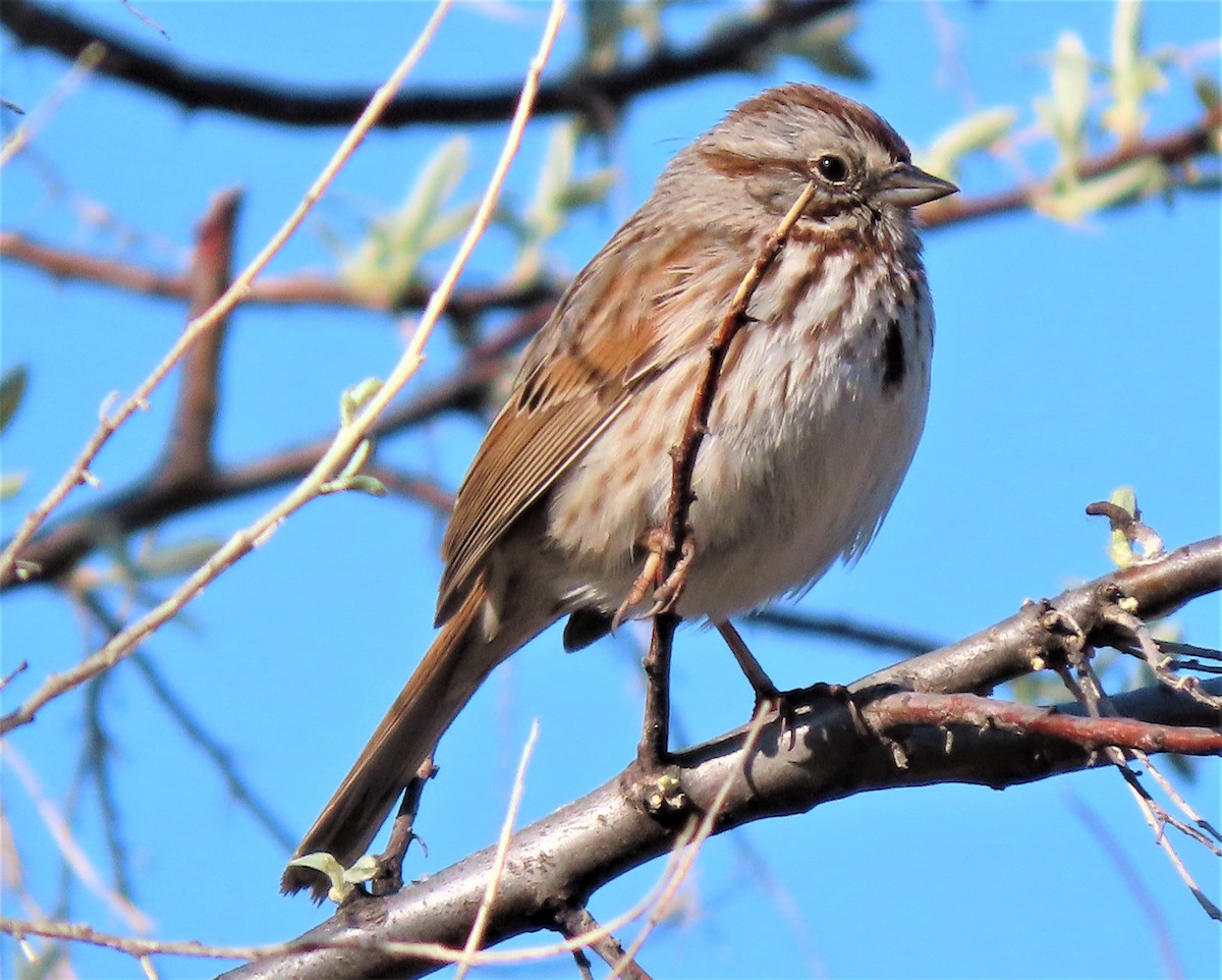 Song Sparrow - Jan Thom