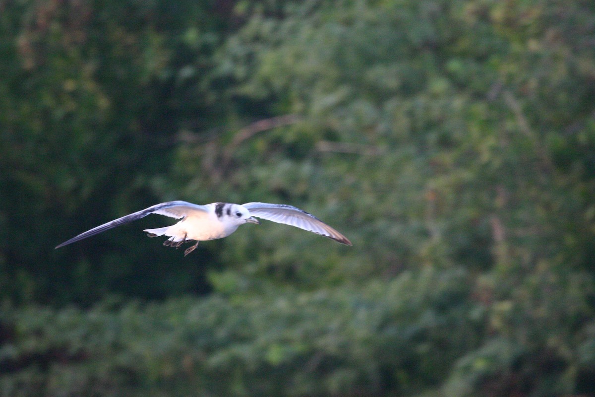 Black-legged Kittiwake - ML23200101