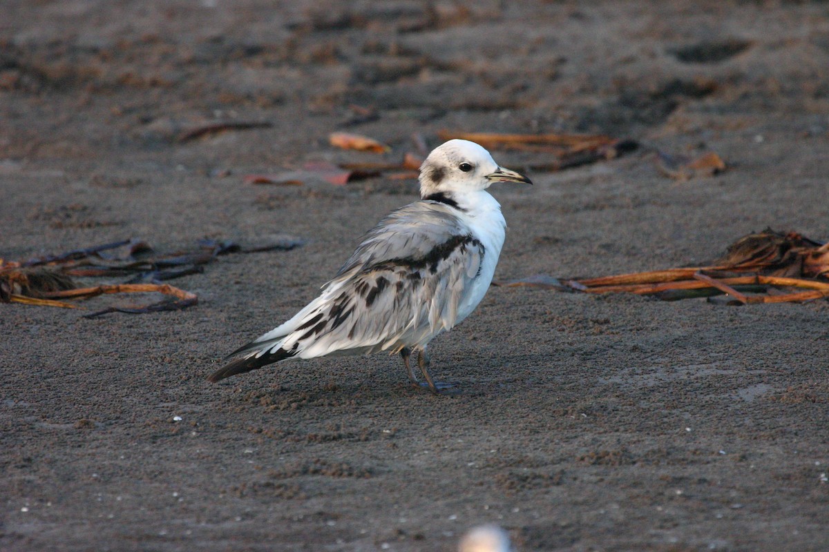 Black-legged Kittiwake - ML23200131