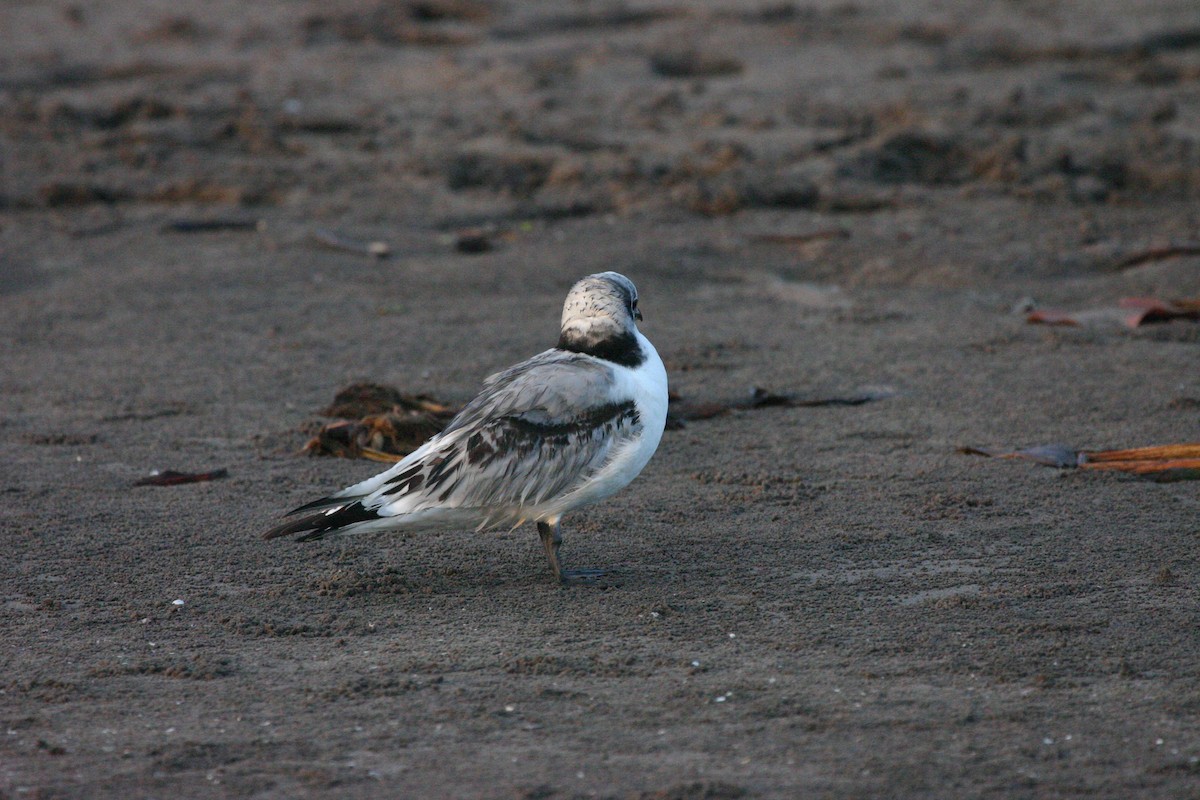 Black-legged Kittiwake - ML23200141