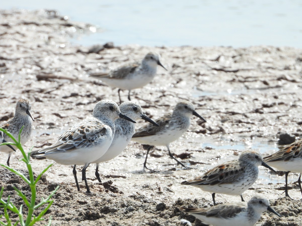 Sanderling - Isain Contreras