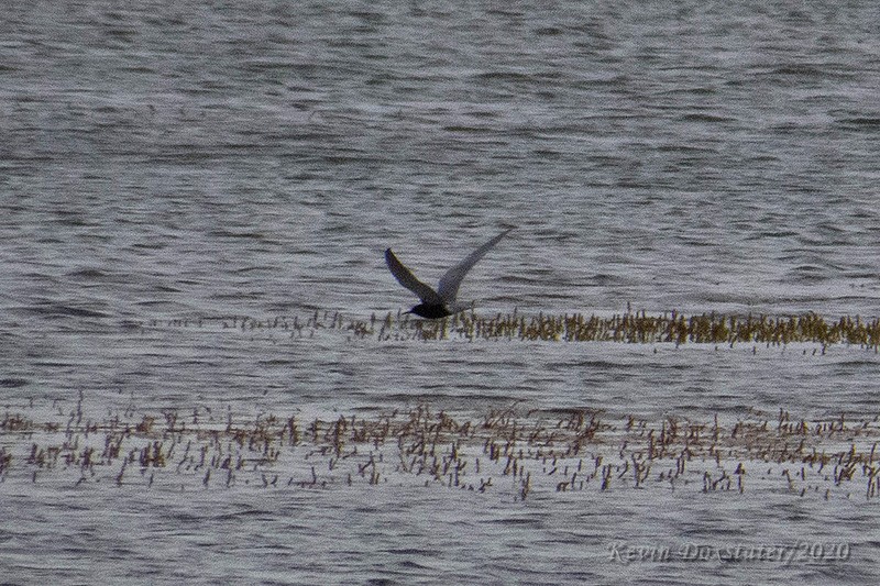 Black Tern - ML232003561