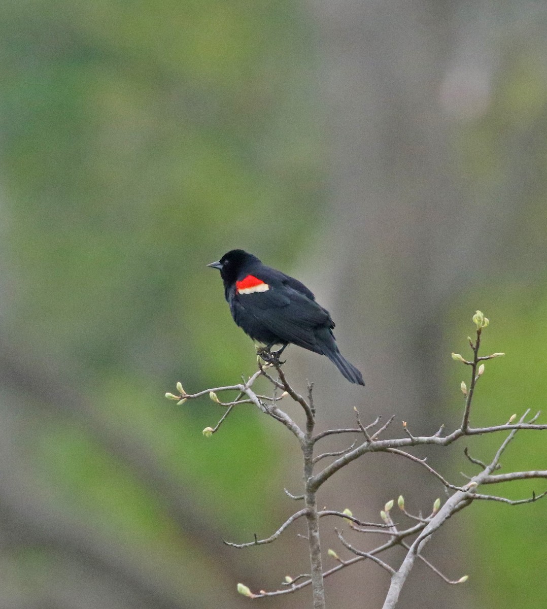 Red-winged Blackbird - Elizabeth Brensinger