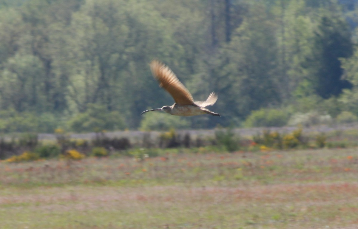 Long-billed Curlew - ML232005071