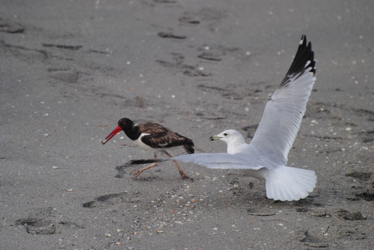 American Oystercatcher - ML23200681