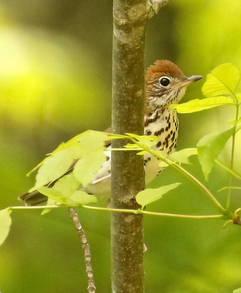 Wood Thrush - ML232007651