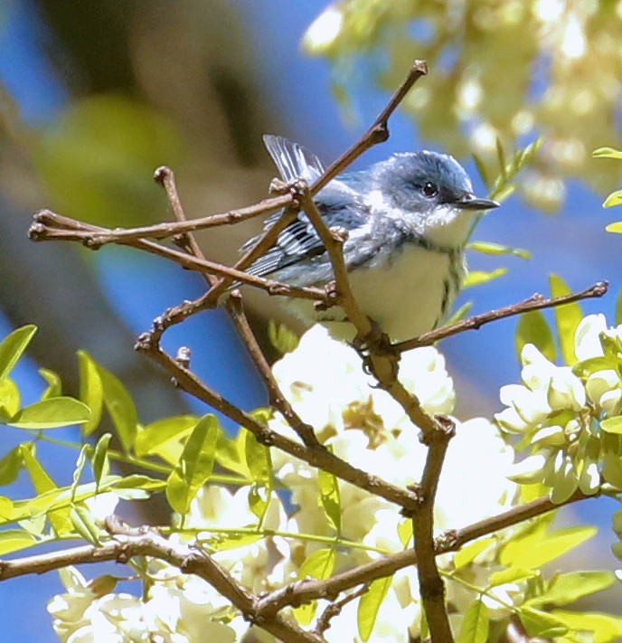Cerulean Warbler - ML232008231
