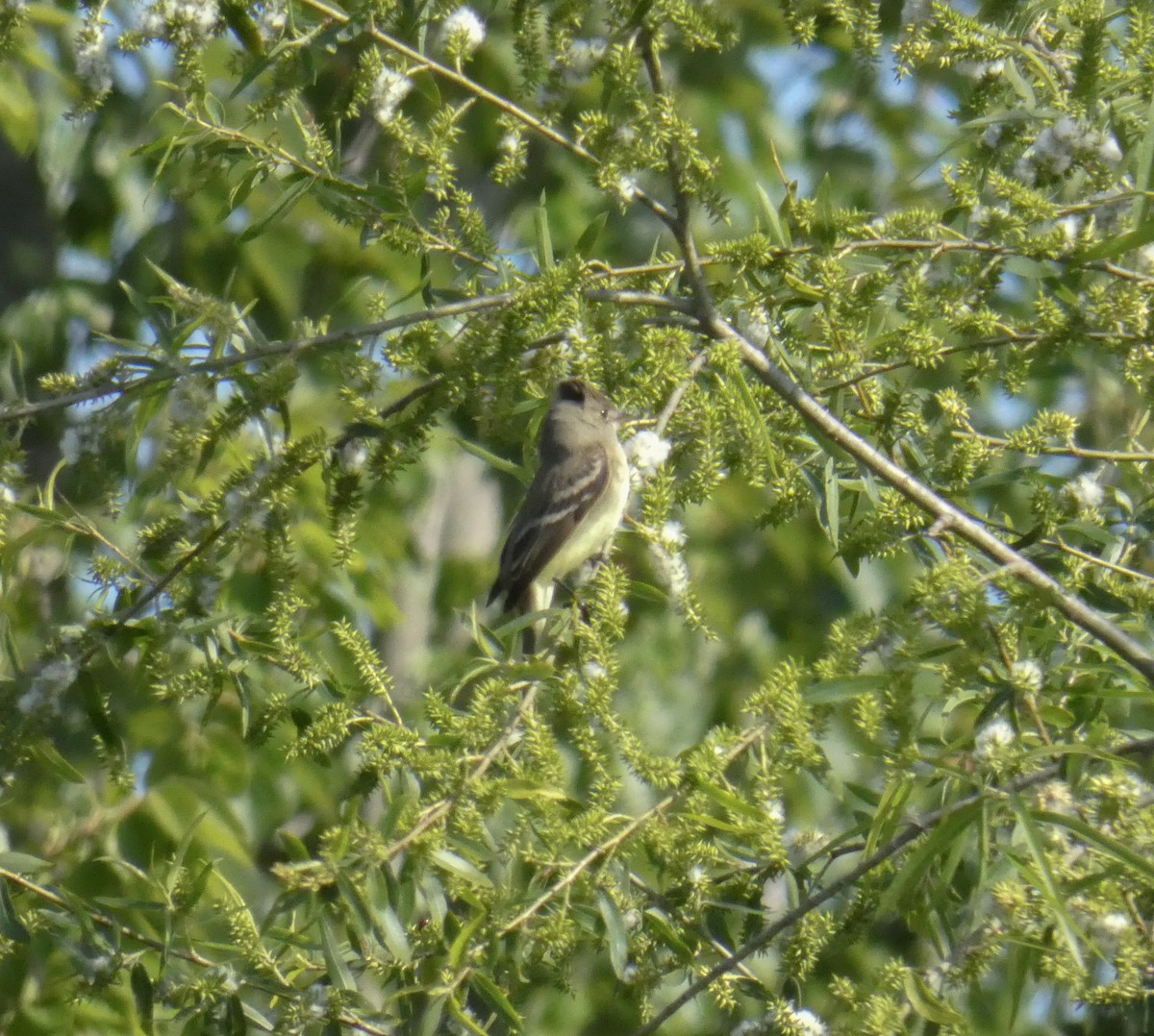 Willow Flycatcher - Dave Hart