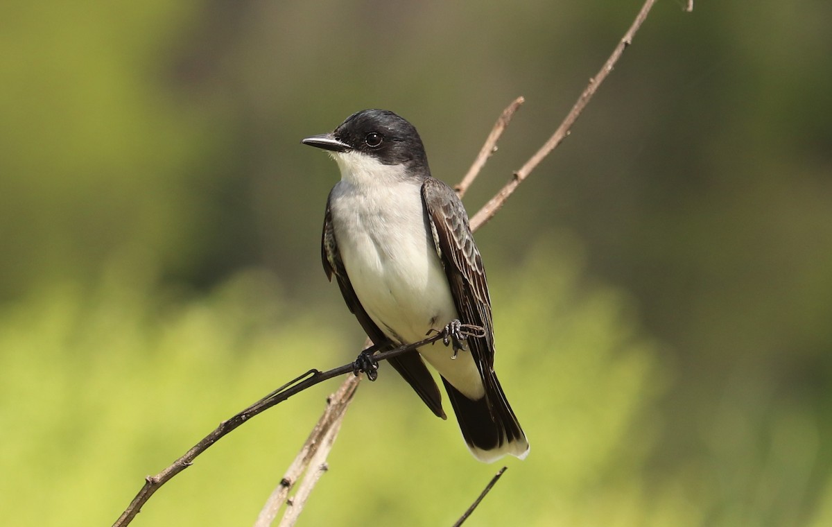 Eastern Kingbird - ML232008881