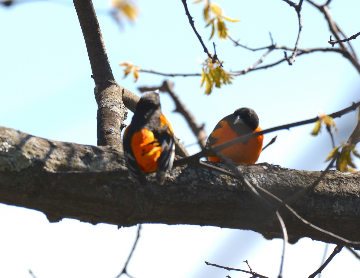 Baltimore Oriole - David Swain