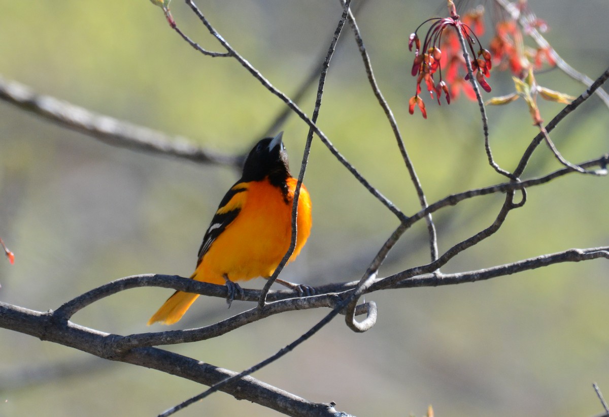 Baltimore Oriole - David Swain