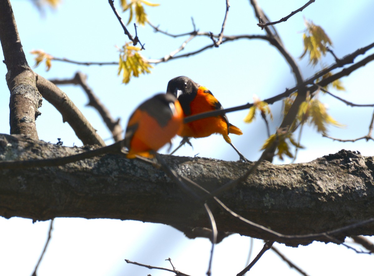 Baltimore Oriole - ML232009341