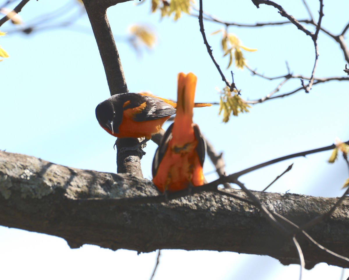 Baltimore Oriole - ML232009351