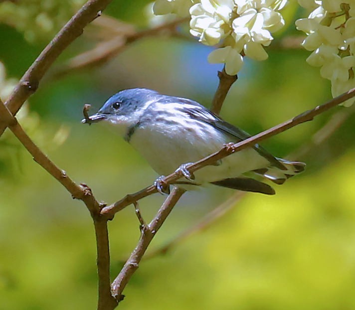 Cerulean Warbler - ML232009511