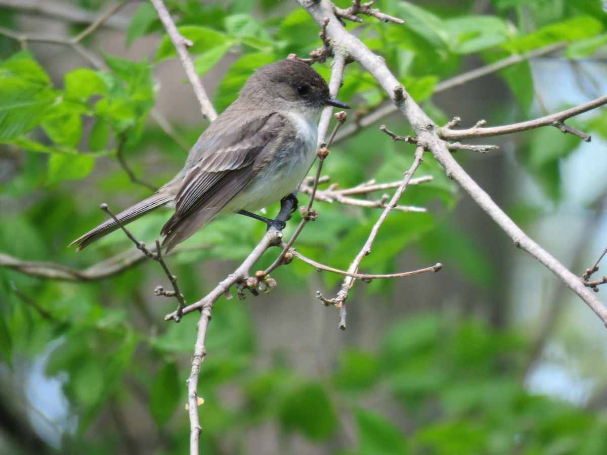 Eastern Phoebe - ML232009561