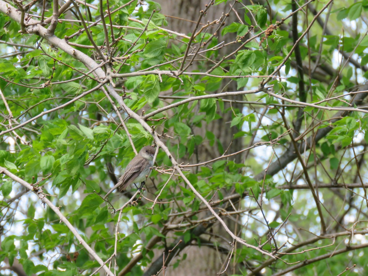 Eastern Phoebe - ML232009581