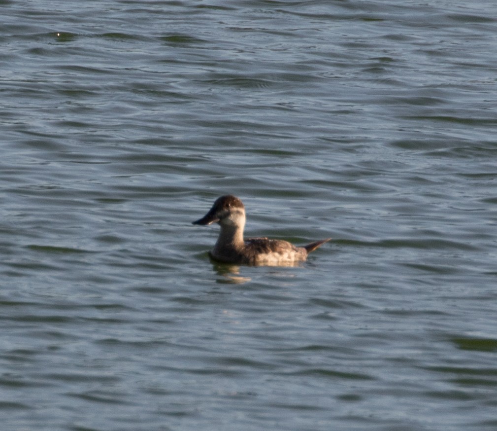 Ruddy Duck - ML232009771