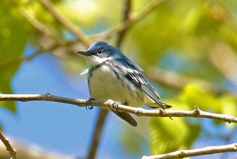Cerulean Warbler - ML232009791
