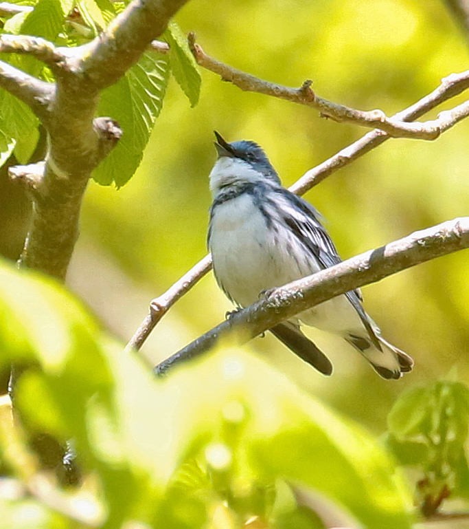 Cerulean Warbler - ML232009891
