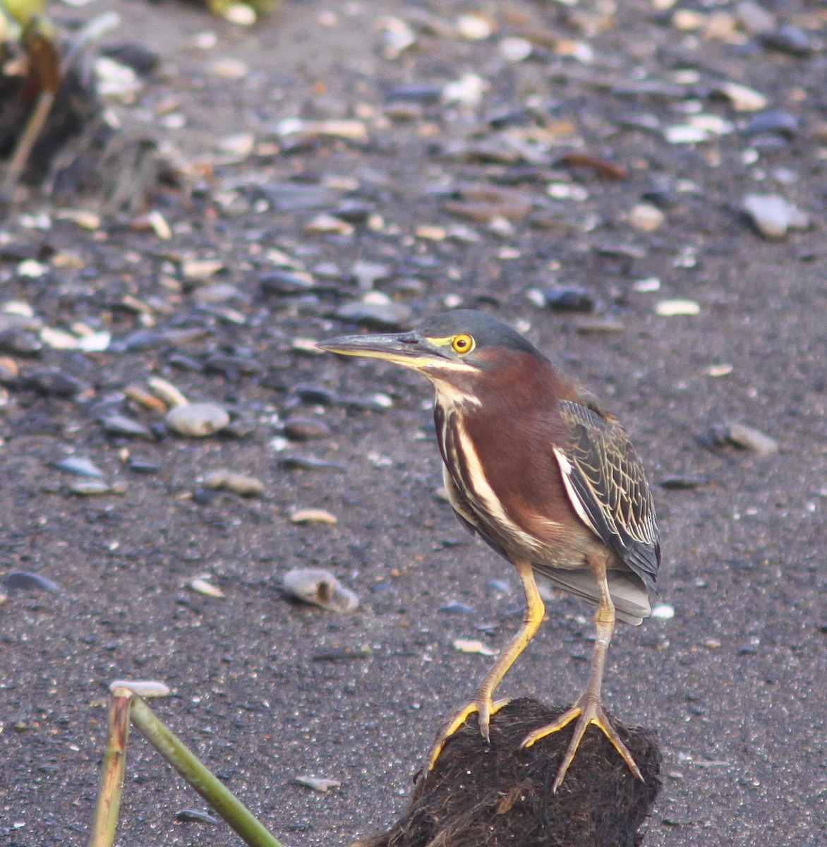 Green Heron - ML232012071