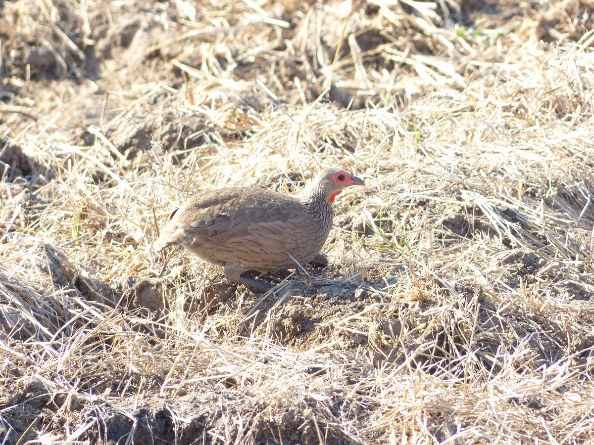 Francolin de Swainson - ML232012331