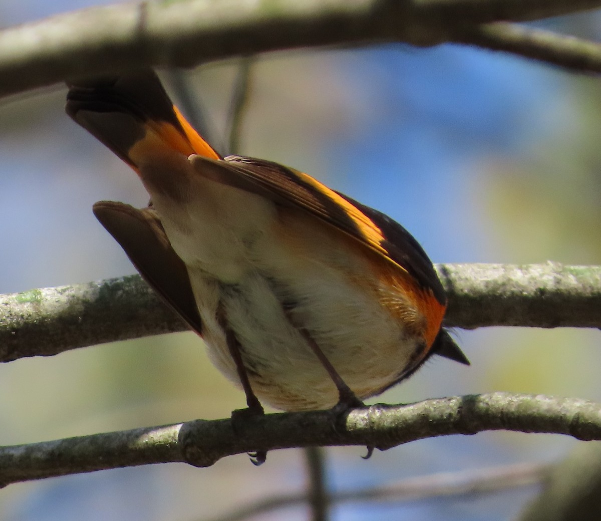 Paruline flamboyante - ML232012661