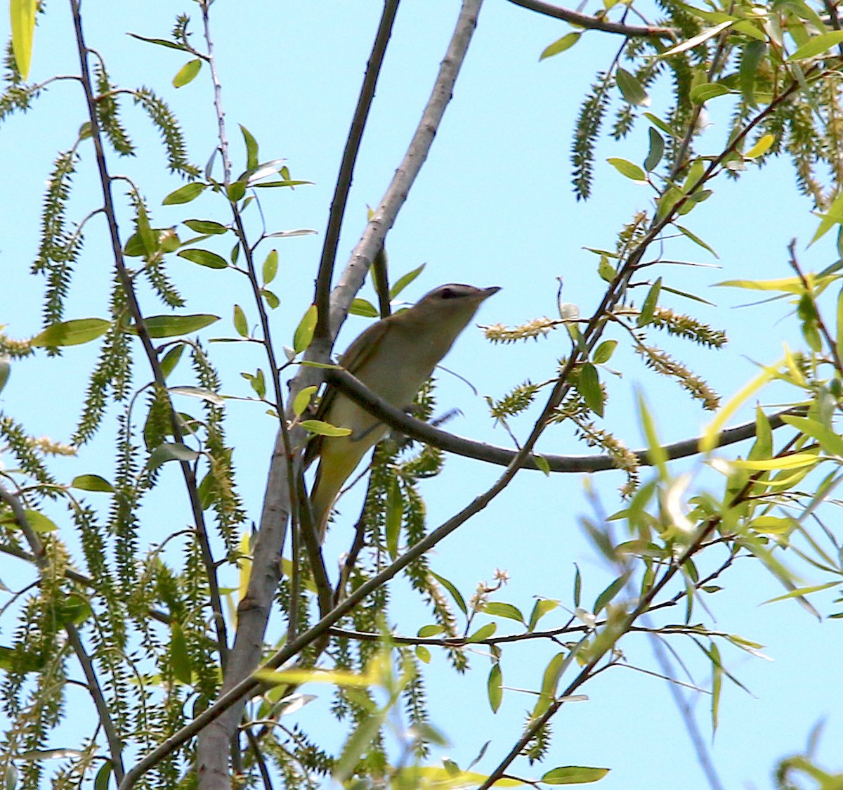 Red-eyed Vireo - ML232013761