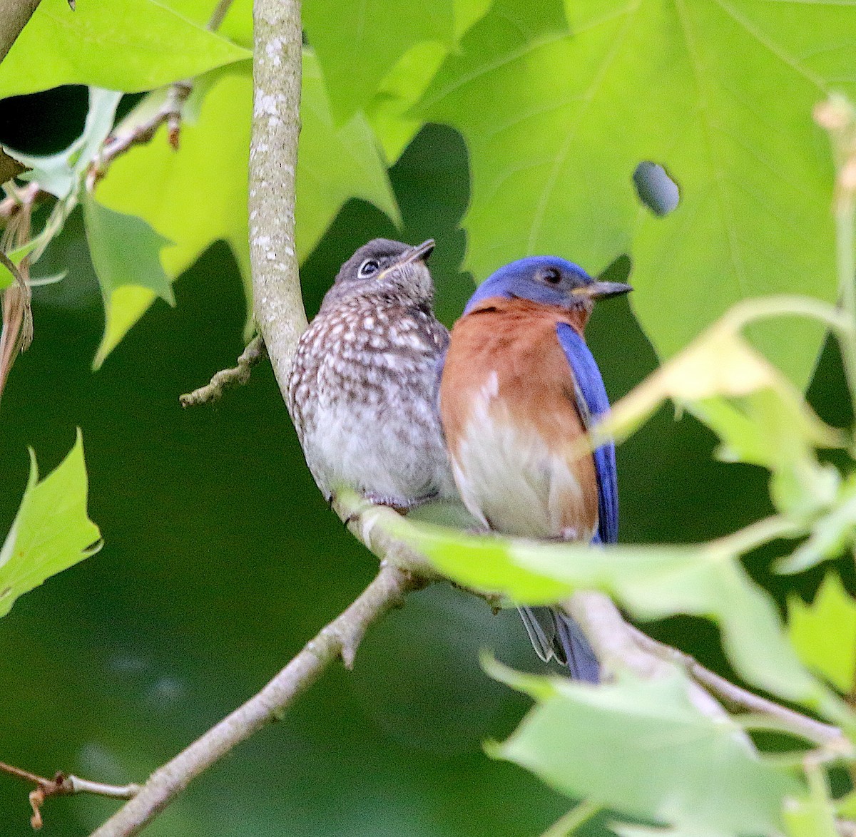Eastern Bluebird - ML232013881