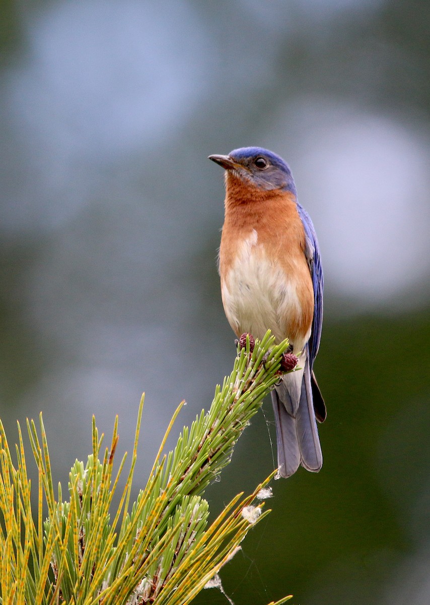Eastern Bluebird - ML232013931