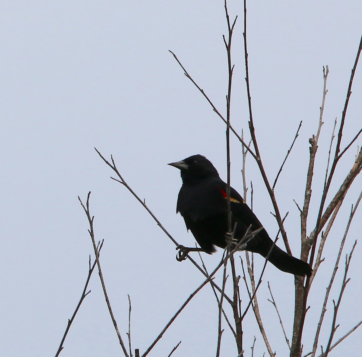 Red-winged Blackbird - ML232014001