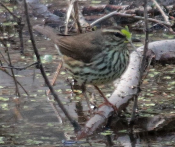 Northern Waterthrush - ML232014041