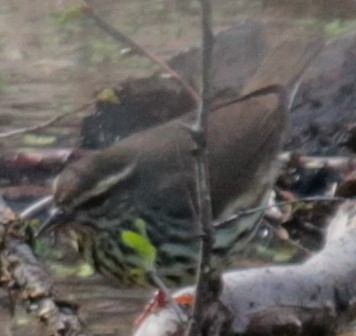 Northern Waterthrush - ML232014051