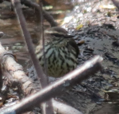 Northern Waterthrush - ML232014061