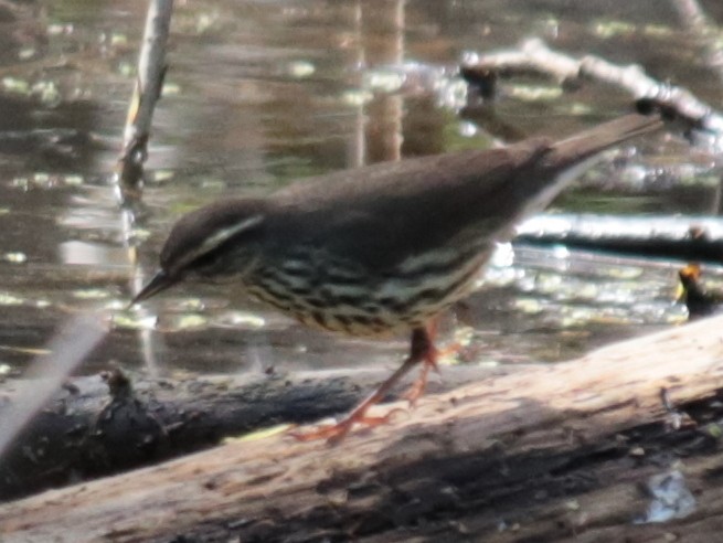 Northern Waterthrush - ML232014081