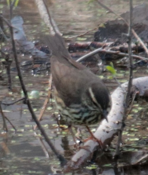 Northern Waterthrush - ML232014091