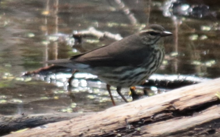 Northern Waterthrush - ML232014101