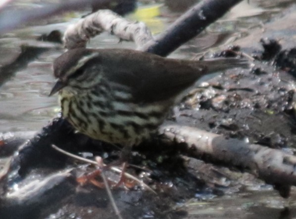 Northern Waterthrush - ML232014171
