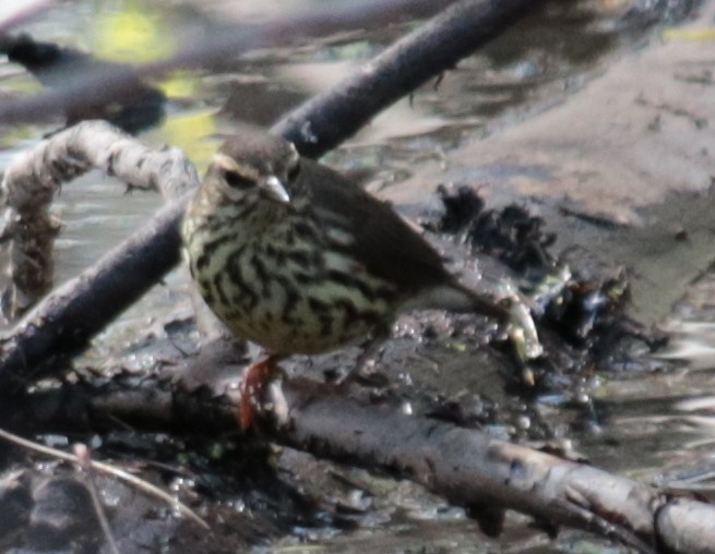 Northern Waterthrush - ML232014181
