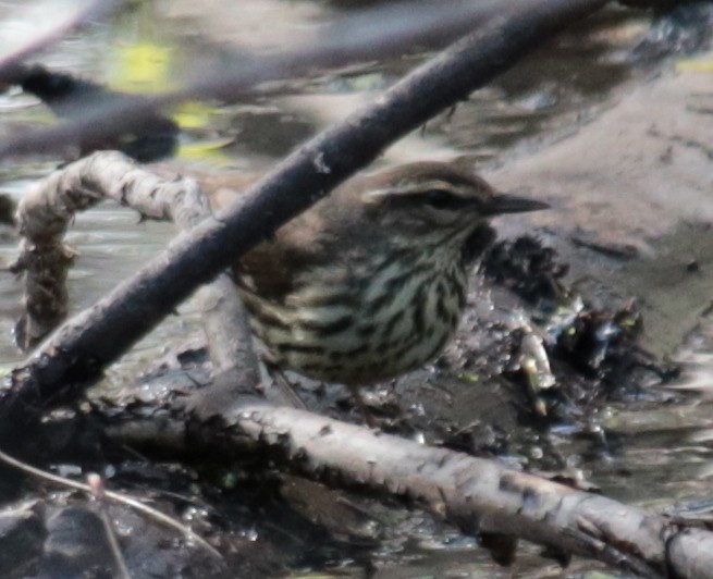 Northern Waterthrush - ML232014251