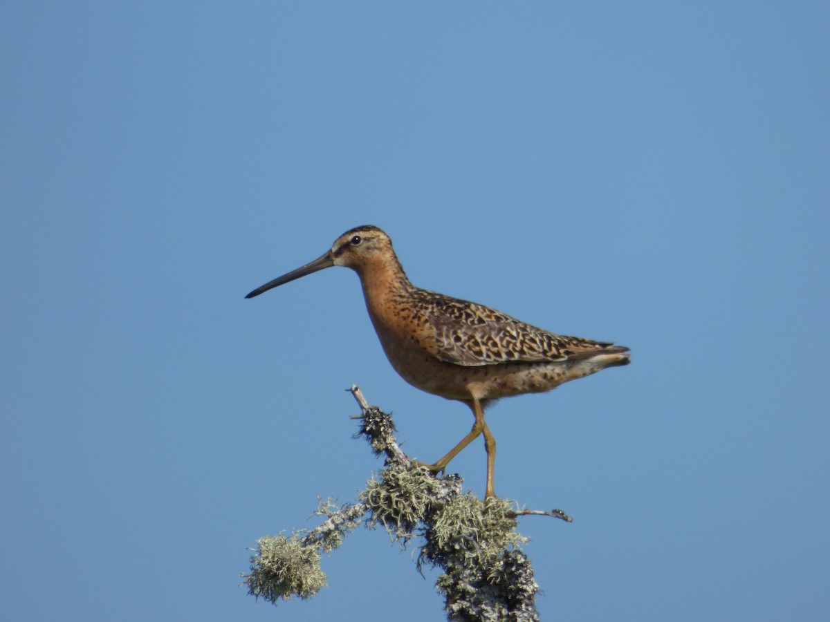 Short-billed Dowitcher - ML23201431