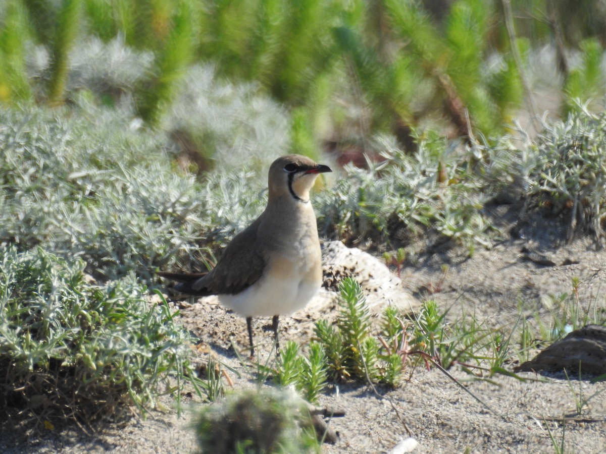 Collared Pratincole - ML232015931