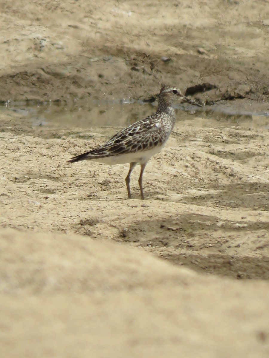 Pectoral Sandpiper - ML232016381