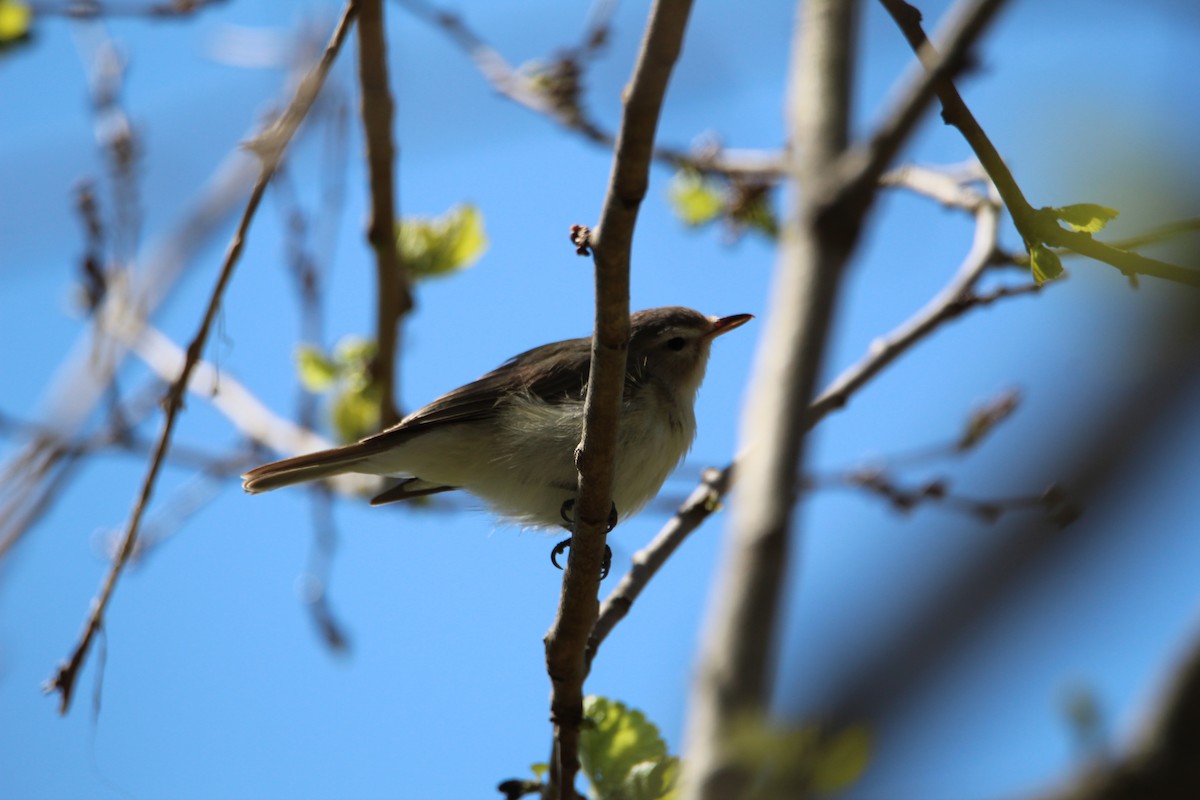 Warbling Vireo - ML232016781