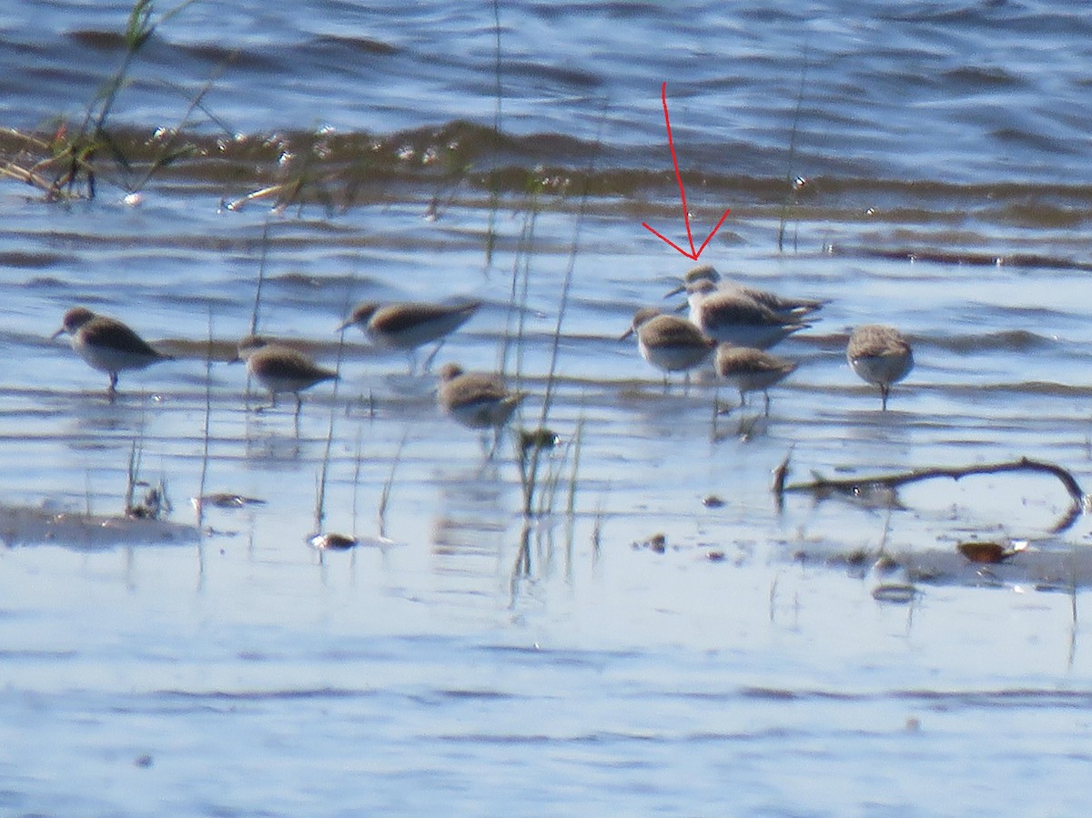 White-rumped Sandpiper - ML232016801