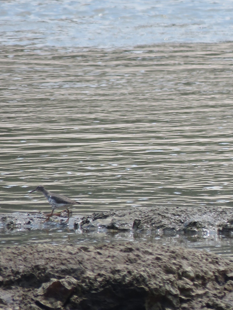 Spotted Sandpiper - ML232017101