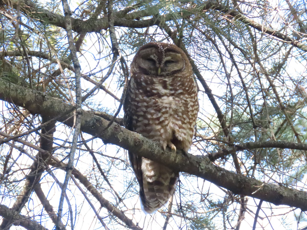 Spotted Owl - Paul/Bonnie Dickman