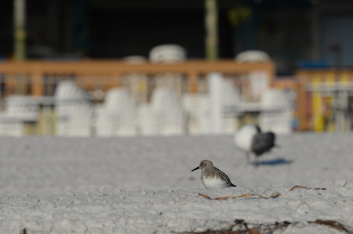 Sanderling - ML232018821